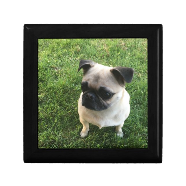Pug Pup Gift Box (Front)