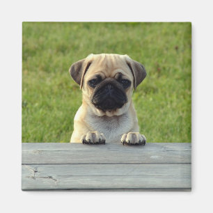 Pug Pup Magnet