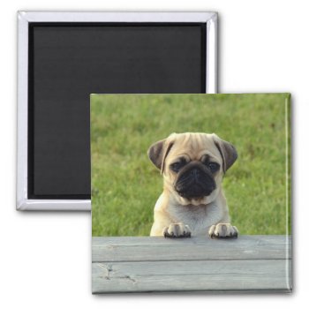 Pug Pup Magnet by MissMatching at Zazzle