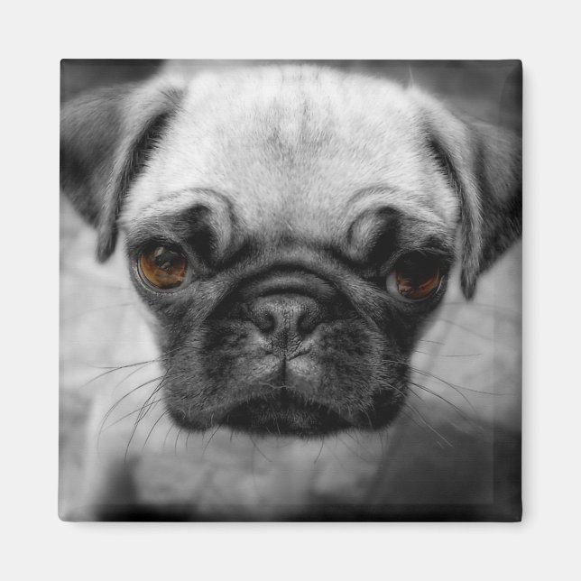 Pug Pup Magnet (Front)