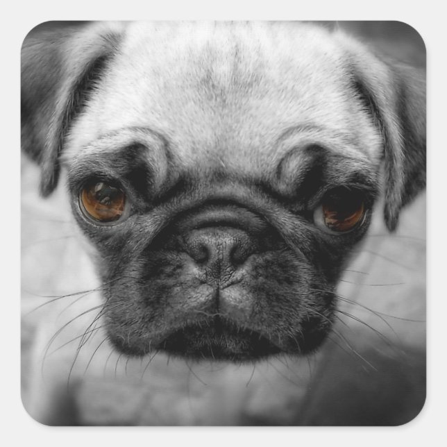 Pug Pup Square Sticker (Front)