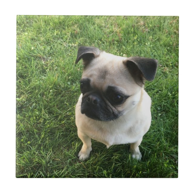 Pug Pup Tile (Front)