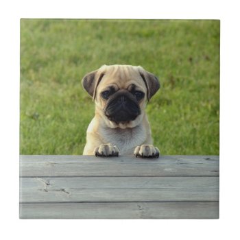 Pug Pup Tile by MissMatching at Zazzle