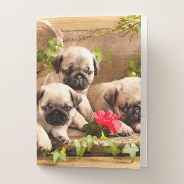 Pug puppies among flowers  pocket folder (Front)