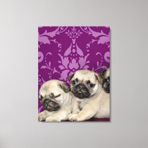 Pug Puppies Canvas Print