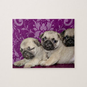 Pug puppies dog jigsaw puzzle