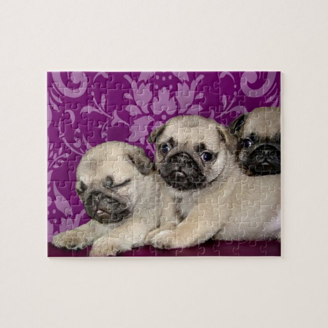 Pug puppies dog jigsaw puzzle (Horizontal)