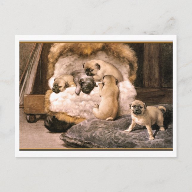 Pug Puppies Postcard (Front)