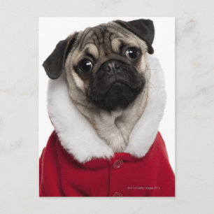 Pug puppy (6 months old) detention a Christmas Holiday Postcard