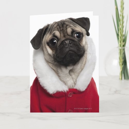Pug puppy 6 months old wearing a Christmas Holiday Card