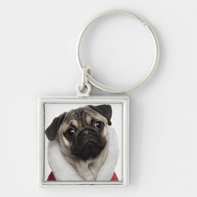 Pug puppy (6 months old) wearing a Christmas Keychain (Front)