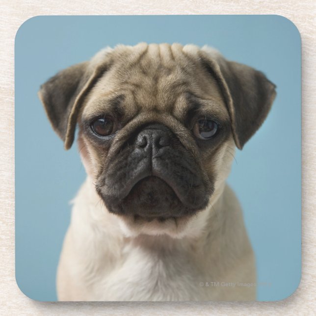 Pug Puppy Against Blue Background Drink Coaster (Front)