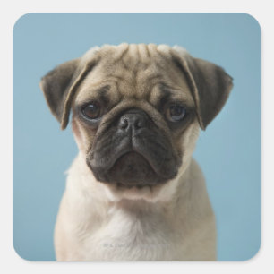 Pug Puppy Against Blue Background Square Sticker