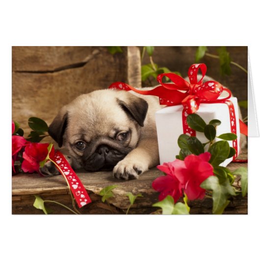 Pug Puppy and Gift  Box (Front Horizontal)