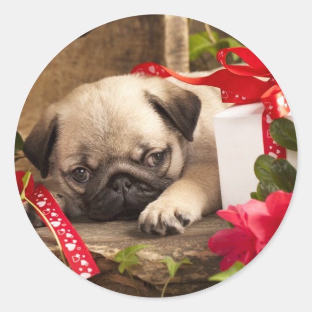 Pug Puppy and Gift  Box Classic Round Sticker (Front)