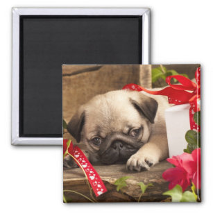 Pug Puppy and Gift  Box Magnet