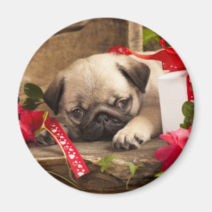 Pug Puppy and Gift Box Magnet