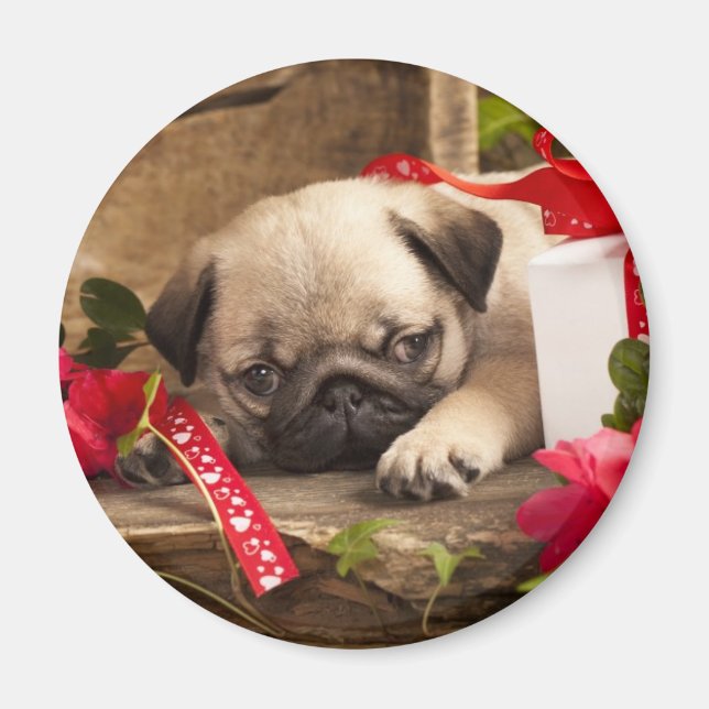 Pug Puppy and Gift  Box Magnet (Front)
