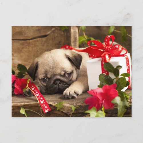 Pug Puppy and Gift  Box Postcard