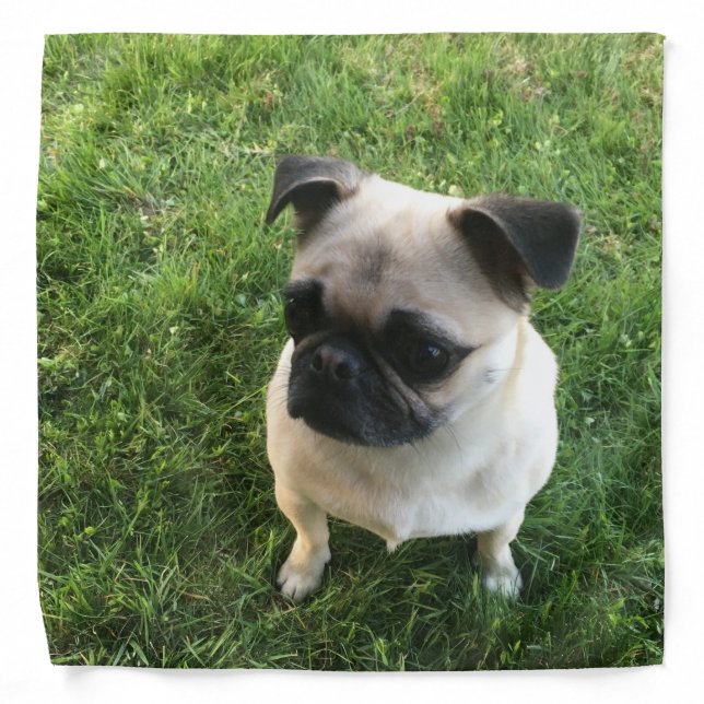 Pug Puppy  Bandana (Front)