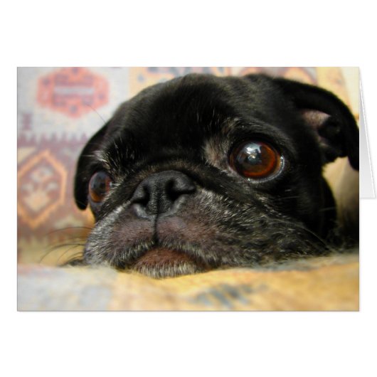 Pug Puppy Black Face Cards (Front Horizontal)