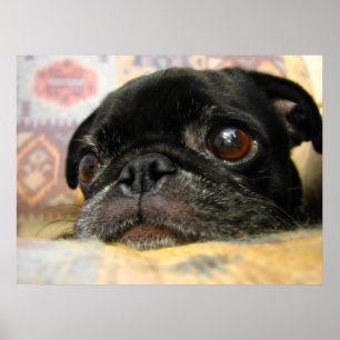 Pug Puppy Black Face Poster