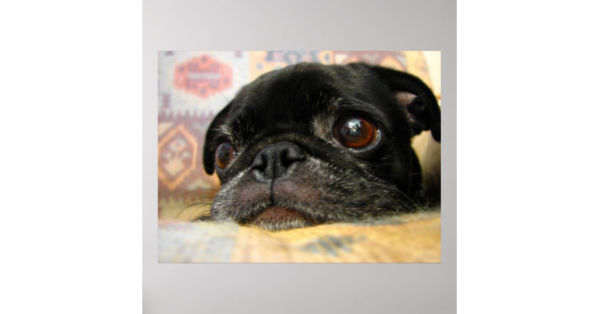 Pug Puppy Black Face Poster | Zazzle.com