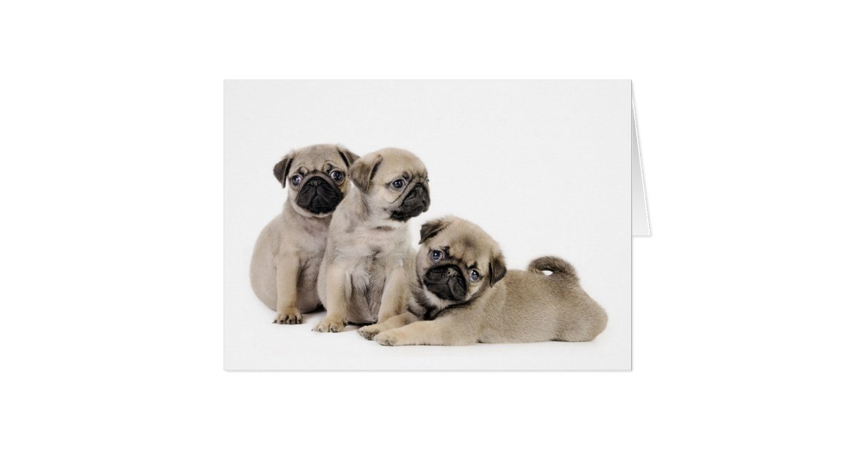 Pug Puppy Card | Zazzle.com