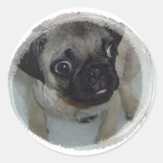 Pug Puppy Classic Round Sticker