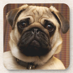 Pug Puppy Dog Beverage Coaster