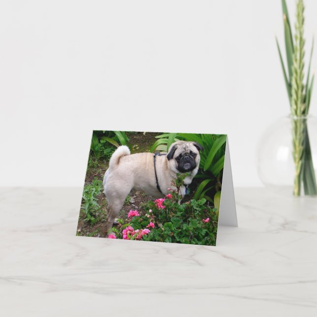 Pug Puppy Dog Blank Greeting Note Card (Front)