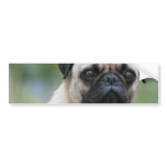 Pug Puppy Dog Bumper Stickers