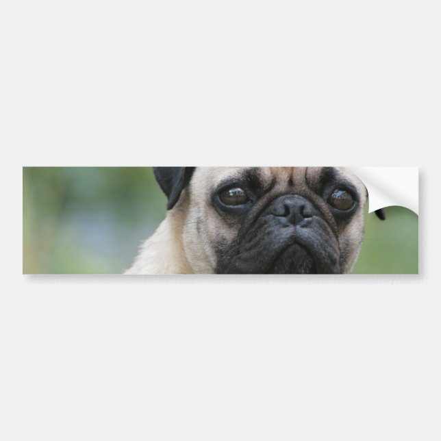 Pug Puppy Dog Bumper Stickers (Front)