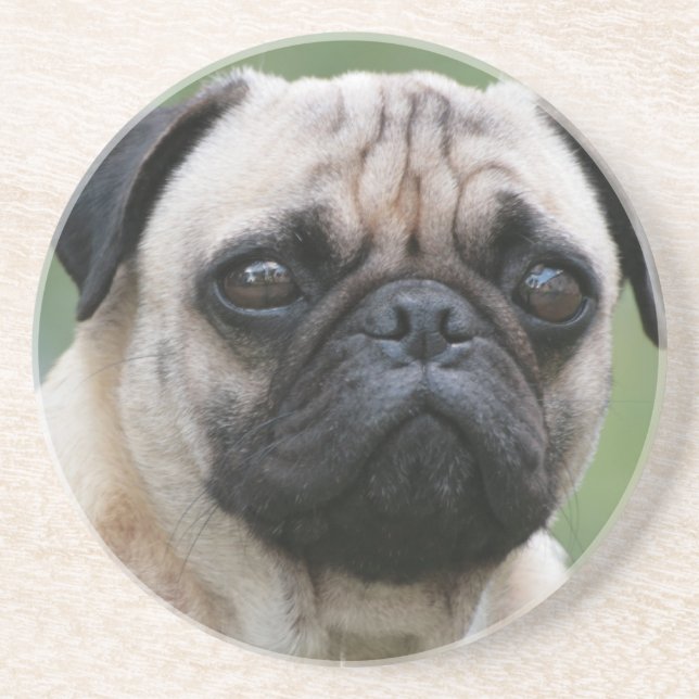 Pug Puppy Dog Coaster (Front)