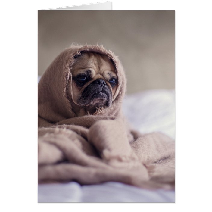 pug with blanket