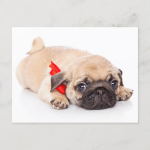 Pug Puppy Dog Greeting Postcard