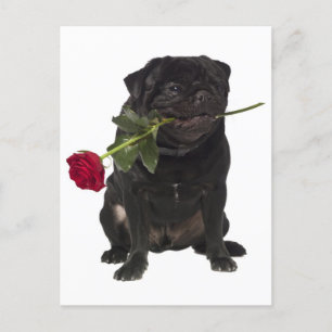 Pug Puppy Dog Greeting Postcard