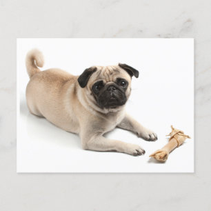 Pug Puppy Dog Greeting Postcard