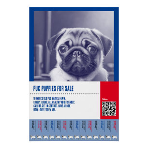 Pug puppy for sale flyer templates poster