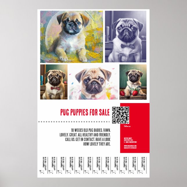 Pug puppy for sale poster templates (Front)