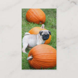 Pug puppy in pumpkins business cards