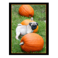 Pug puppy in pumpkins postcard