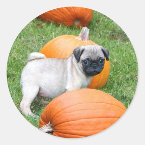 Pug puppy in pumpkins stickers