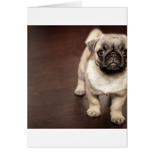pug-puppy in sepia cards (Front)