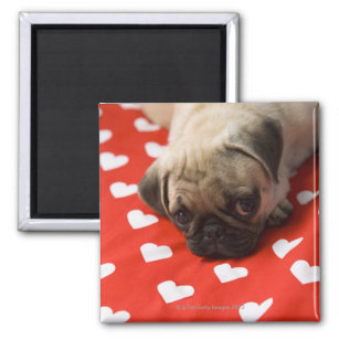 Pug puppy lying on bed, close up magnet