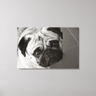 Pug Puppy on Canvas Print
