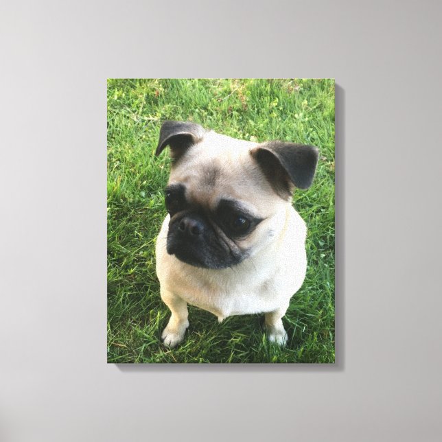Pug Puppy Photo Canvas Print (Front)