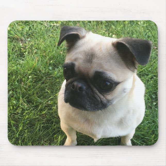 Pug Puppy Photo Mouse Pad (Front)
