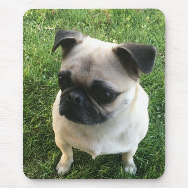 Pug Puppy Photo Mouse Pad (Front)