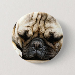 Pug puppy pinback button
